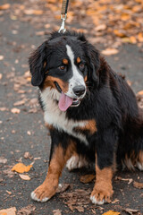 Fototapeta premium A Bernese Mountain Dog sits on a leash against the backdrop of an autumn park.