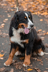 A Bernese Mountain Dog sits on a leash against the backdrop of an autumn park.