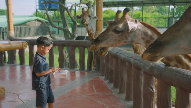 Kindergarten asian boy feeding giraffe in open zoo wildlife learnning experience summer vacation