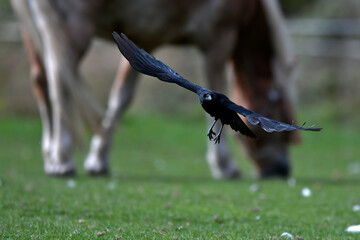 Aaskrähe, Rabenkrähe // Carrion crow (Corvus corone) 