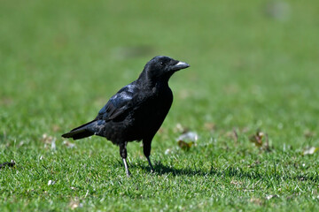 Aaskrähe, Rabenkrähe // Carrion crow (Corvus corone) 