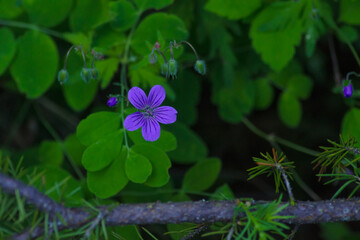 purple flower in the garden
