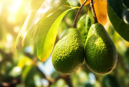 Beautiful ripe avocado fruit on the tree with bright light. AI Generated Images