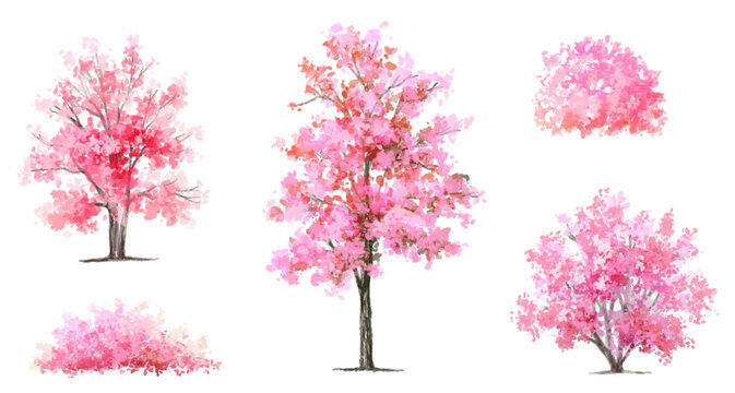 Vector watercolor blooming flower tree or forest side view isolated on white background for landscape and architecture drawing,elements for environment or and garden,Sakura tree ,cherry blossom 