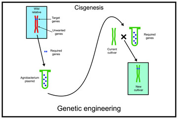 Cisgenesis genetic modification. Genetic engineering, also called genetic modification or genetic manipulation
