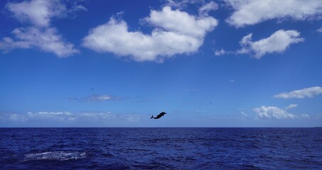 Fototapeta na wymiar Jumping Spotted Dolphin in Hawaii 