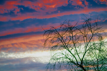 Obraz premium A tree without leaves on the background of the sunset sky