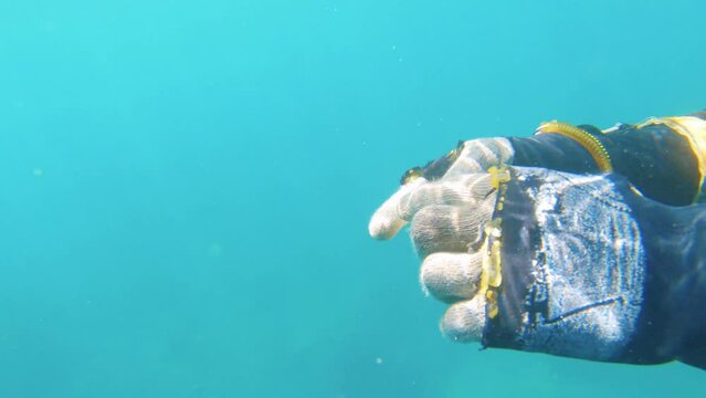 free diver displaying marine animal specie Small abalone top shell and bottom meat look in hand flipping back and front with gloves protected hands in aqua blue turquoise sea ocean salt water day time