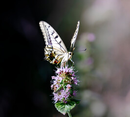 Papillon Machaon butine, faune du Lac de Ste Croix, Alpes de haute Provence, France 