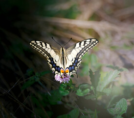 Papillon machaon vue de dessus, faune du Lac de Ste Croix, Alpes de haute Provence, France