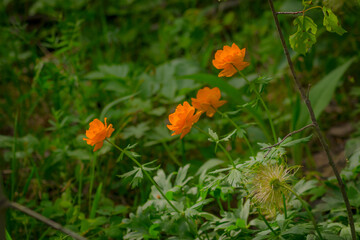 orange flower in the grass