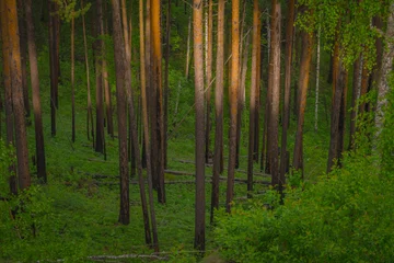 Foto op Aluminium forest in the morning © Данил Куницын