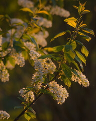 autumn leaves on a branch