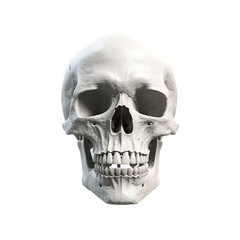 Obraz premium Skull isolated on transparent or white background, PNG