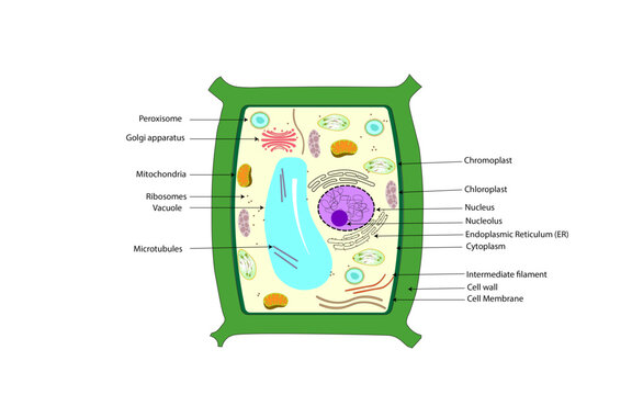 Plant Cell. Rectangular with all organelles including nucleus, mitochondria, endoplasmic reticulum, Golgi apparatus, cytoplasm, wall membrane, Chromoplast, Vacuole etc.