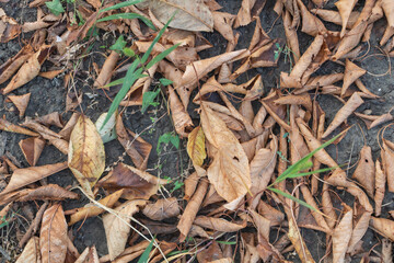 Dry leaves on the ground in the garden, natural background - Autumn concept