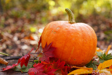 Pumpkin in the forest among the leaves.