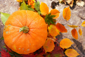 Pumpkin in the forest among the leaves.