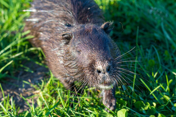 Shot of the muskrat by the bank of the river. Animal