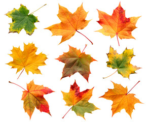 A collection of autumn maple leaves isolated on a white background. A fallen leaf.