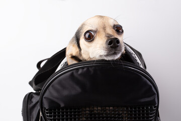 a scared small dog sits in a carrier bag on white background, safe transportation of pets