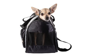 dog carrier,cute pet sitting in animal transportation bag isolated