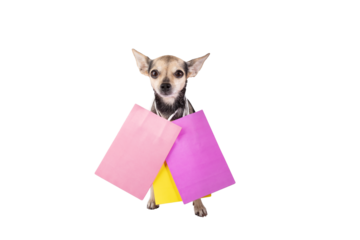 dog with shopping bags isolated, pet store, dog and cat accessories, animal delivery