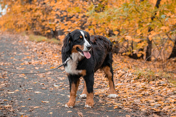 A dog of the Bernese Mountain Dog breed walks on a leash in an autumn park.