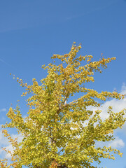 紅葉を始めた公園の木。