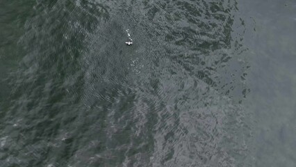 Aerial footage of a seabird flying over the sea surface trying to catch a fish
