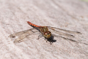 Dragonfly on the gray stone