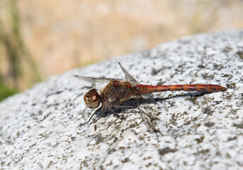 Dragonfly on the gray stone