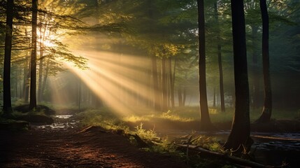 Golden Sunlight and Mist: A Dreamy Forest Morning