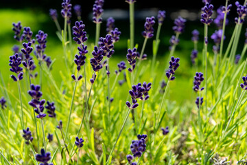 Bunte Blumen im Sommer in der Natur