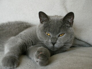 British shorthair, femelle
