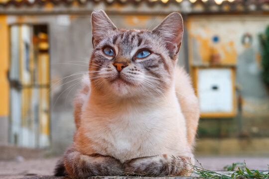 Domestic feline cat sitting look lelax detail vision natural nature