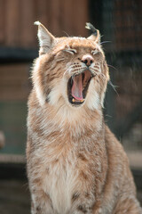 Close-up portrait of a lynx in a zoo enclosure.