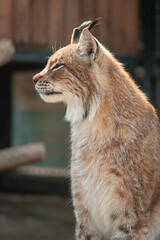 Close-up portrait of a lynx in a zoo enclosure.