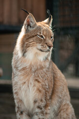 Close-up portrait of a lynx in a zoo enclosure.
