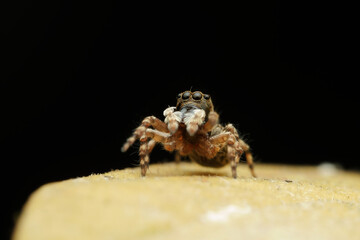 Cute jumping spider on the leaf