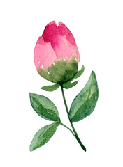 Watercolor pink blossom peony flower. Hand-drawn illustration isolated on the white background