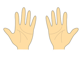 手のひらと手相のイラスト（両手）