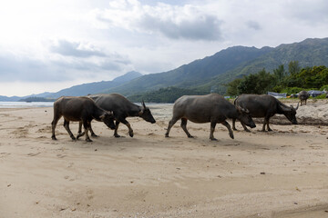 2023 Oct 13,Hong Kong.Buffalo in Pui O  in southern Lantau Island,Hong Kong