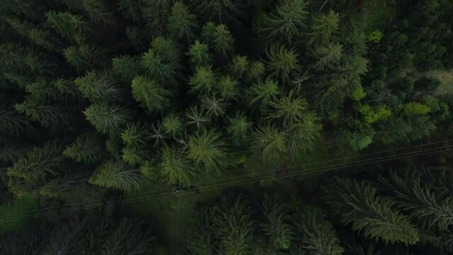 green forest in Austria