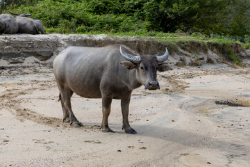 2023 Oct 13,Hong Kong.Buffalo in Pui O  in southern Lantau Island,Hong Kong