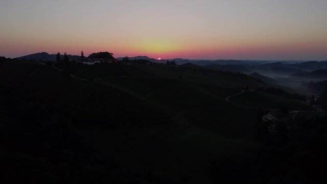 grapevine field in styria Austria