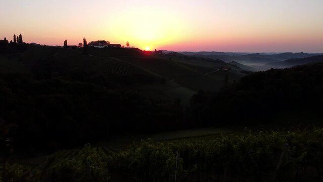 grapevine field in styria Austria