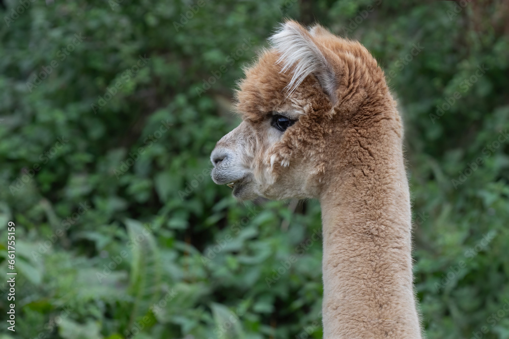 Poster A close up side portrait od an alpaca. The photograph shows the head and a part of the neck. It is brown in colour. It has a green foliage background with space for text