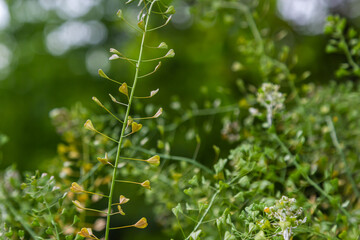 Capsella bursa-pastoris, known as shepherd's bag. Widespread and common weed in agricultural and garden crops. Medicinal plant in natural environment