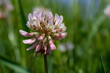 White clover flowers. Fabaceae perennial plants. April-July is the flowering season, and it is also a feed, green manure and nectar plant
